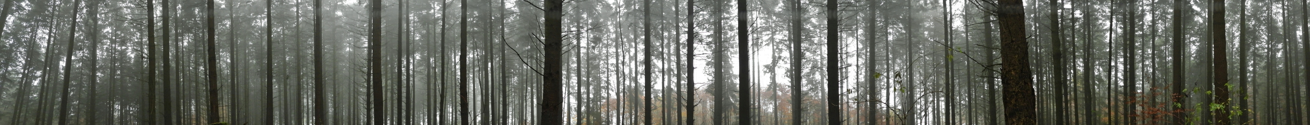 Douglasienwald im Nebel 