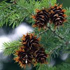 Douglasienzapfen am Baum nach dem spreizen der Zapfenschuppen