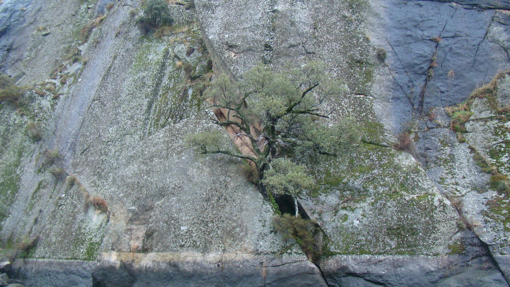 Douro- Azinheira "Quercus Rotundifólia"