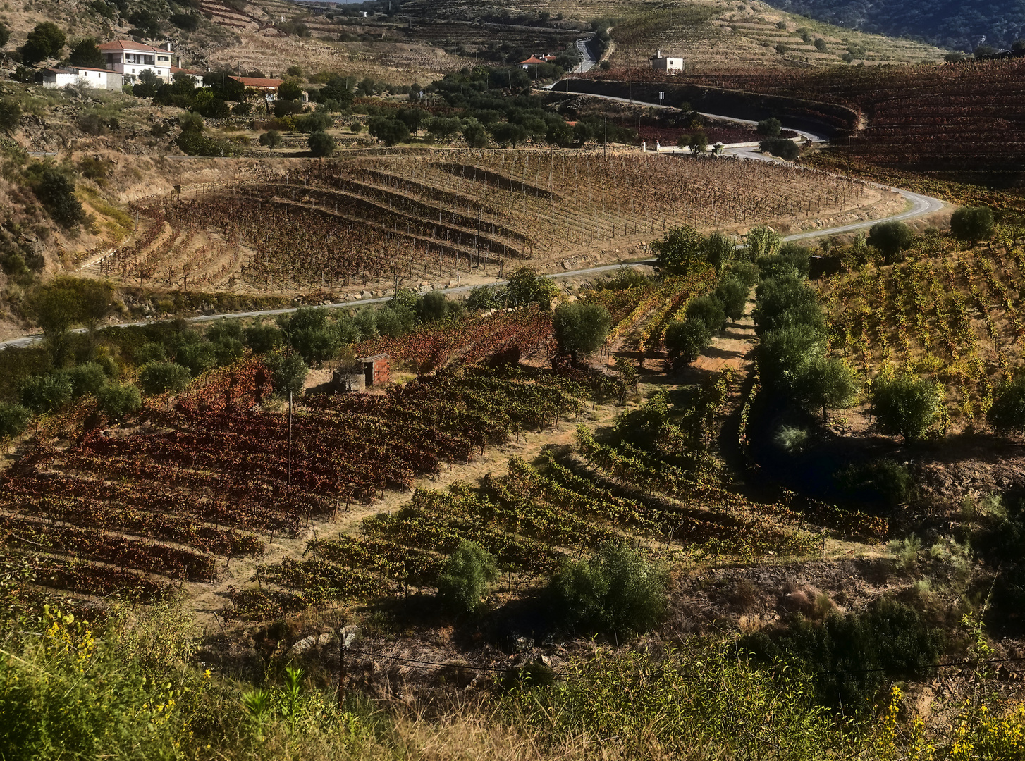 Douro Weinanbaugebiet 5