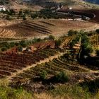Douro Weinanbaugebiet 5