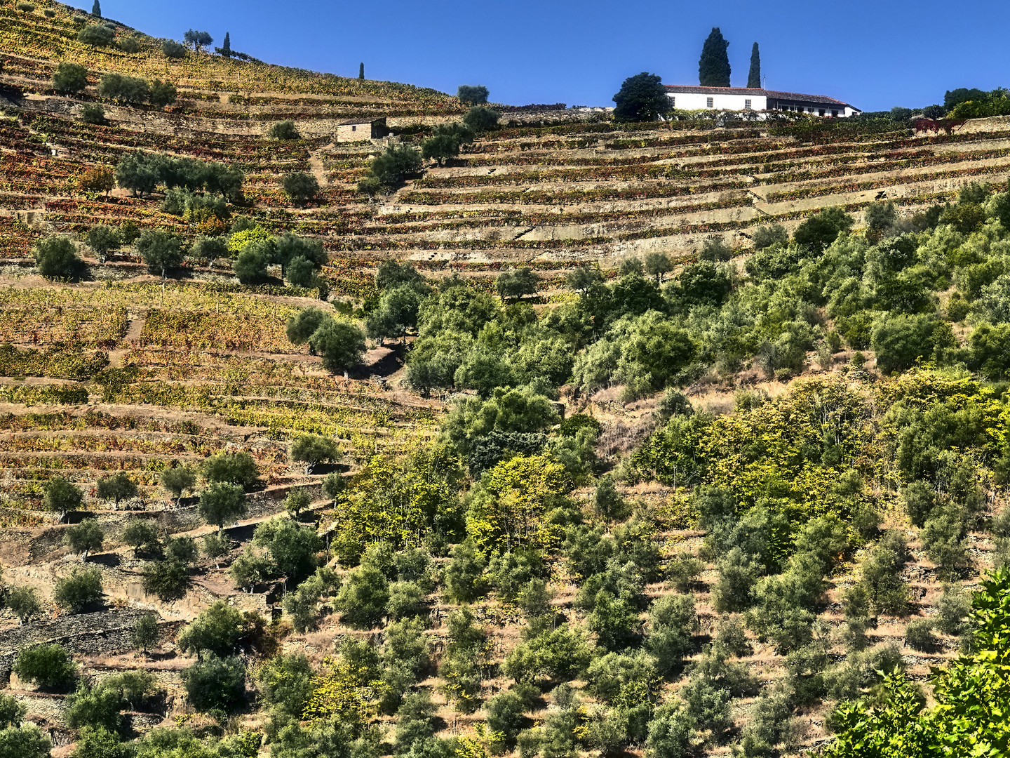 Douro Weinanbaugebiet 9