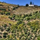 Douro Weinanbaugebiet 9