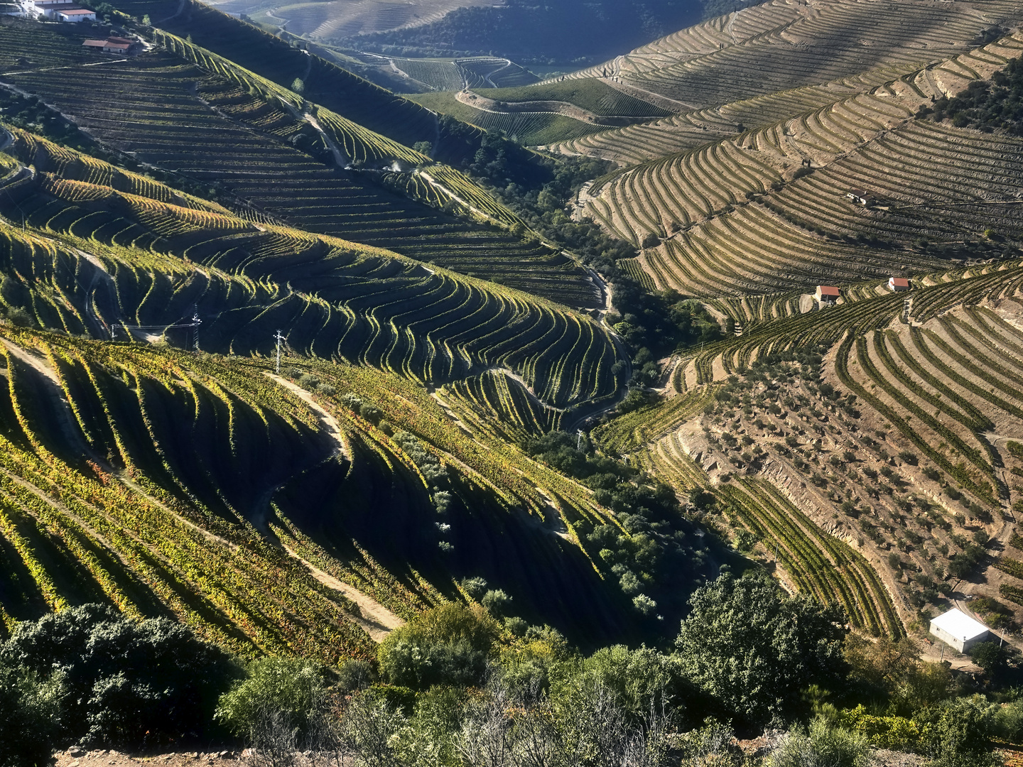 Douro Weinanbaugebiet