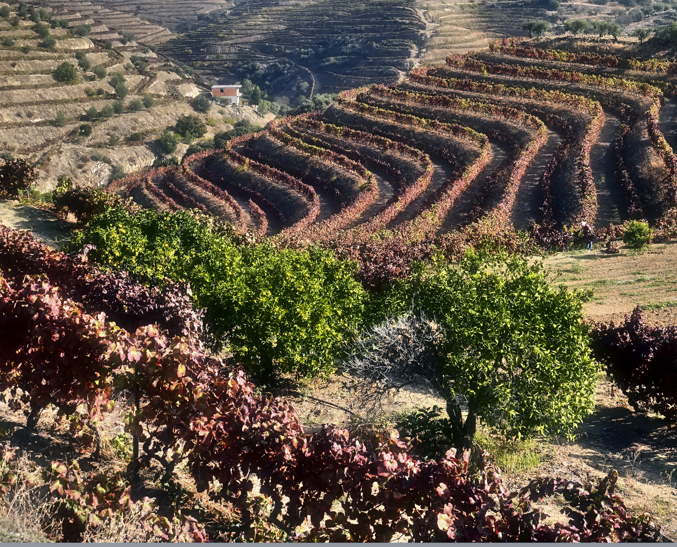 Douro Weinanbaugebiet