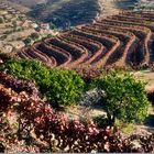 Douro Weinanbaugebiet