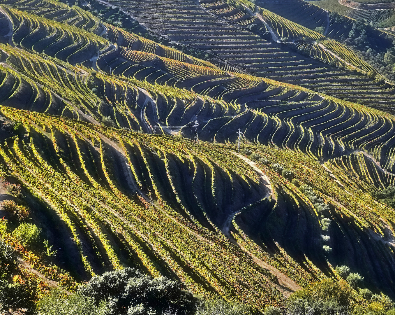 Douro Weinberglandschaft 6