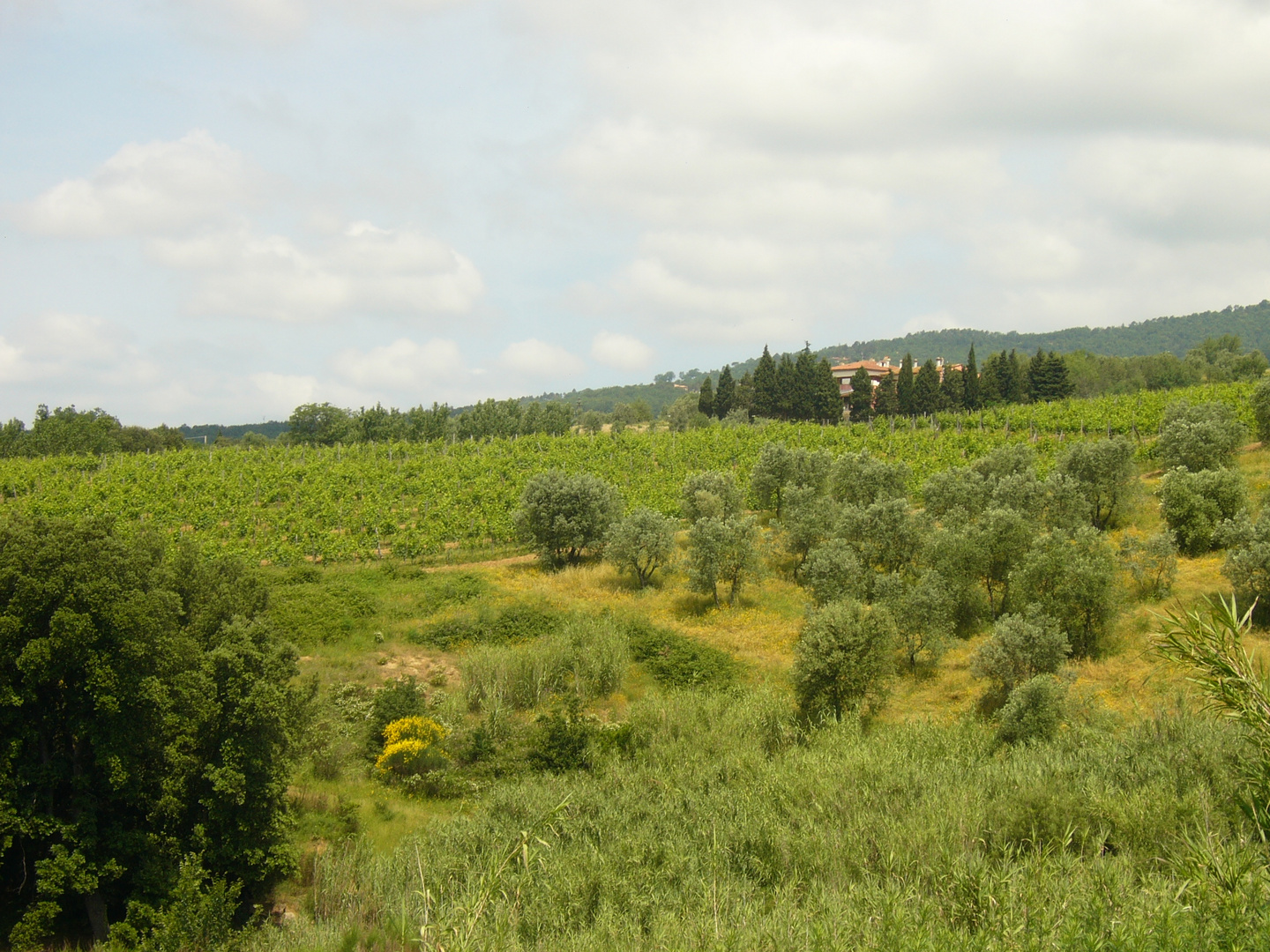 ...dove all'ulivo si abbraccia la vite...