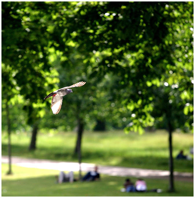 Dove at Hyde Park