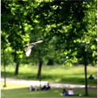 Dove at Hyde Park