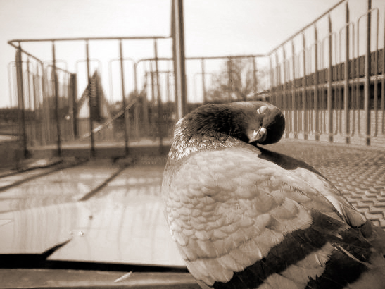 Dove Cleaning