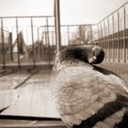 Dove Cleaning