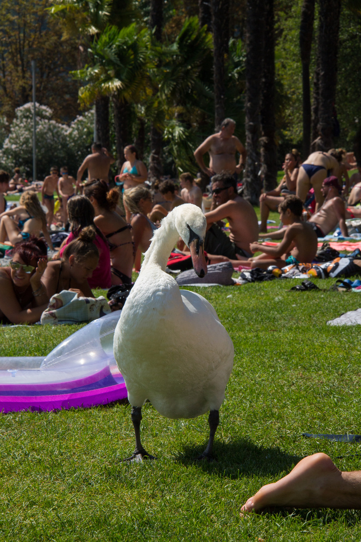 Dov'è il mio salviettone? - Where is my beach towel?