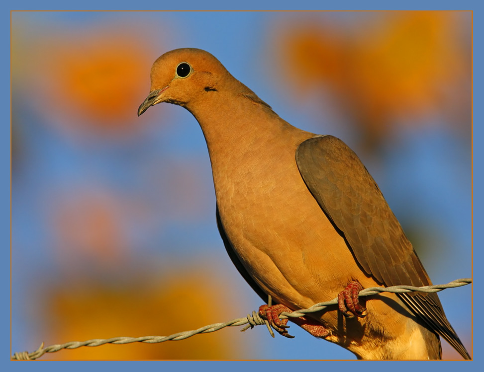 Dove in automnal light ...