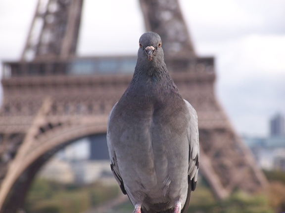 Dove in Paris