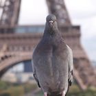 Dove in Paris