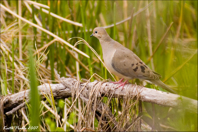 Dove In The Wild