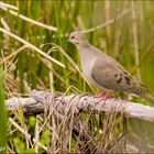 Dove In The Wild