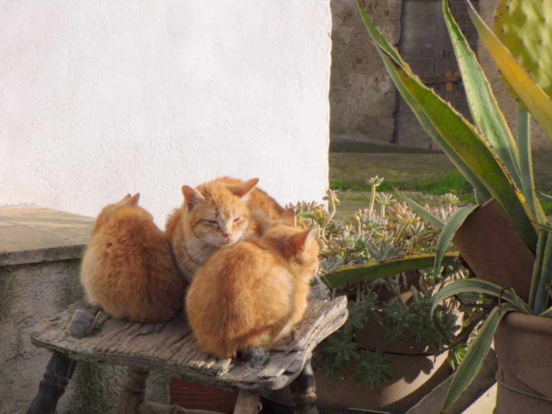 Dove non arriva il sole ... arriva l'amore, l'amicizia, la ... necessità!