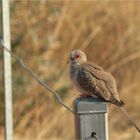 * Dove on a Fence / Diamond Dove *