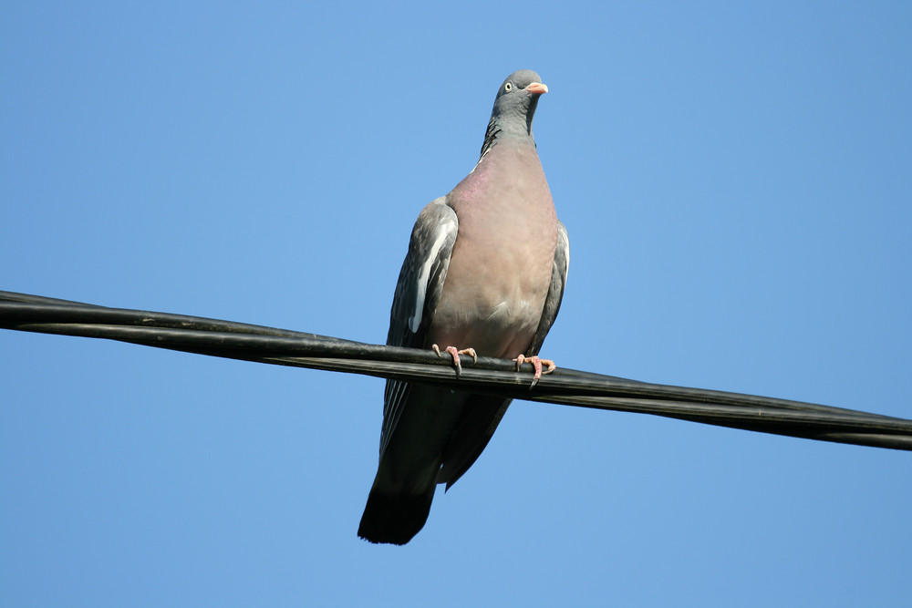 Dove on a Wire