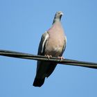 Dove on a Wire