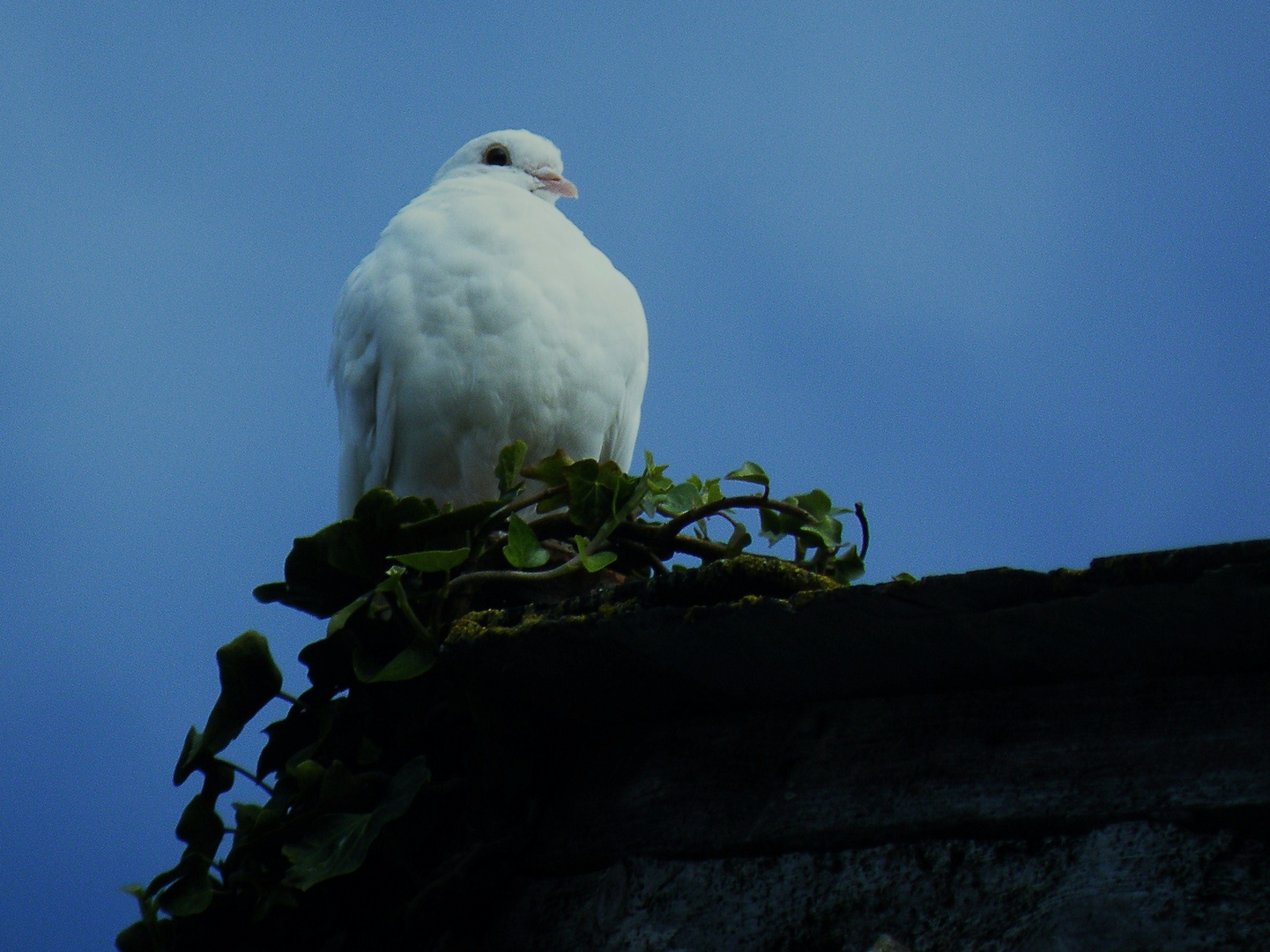 Dove on Abbey Ruin