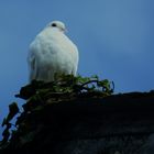 Dove on Abbey Ruin