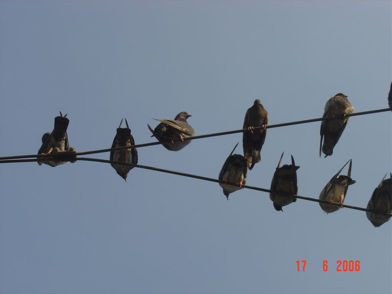 Dove on chord...