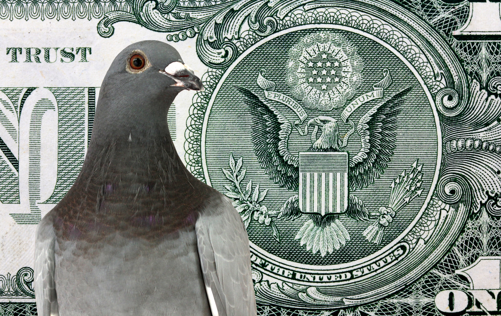 Dove on the background of dollar