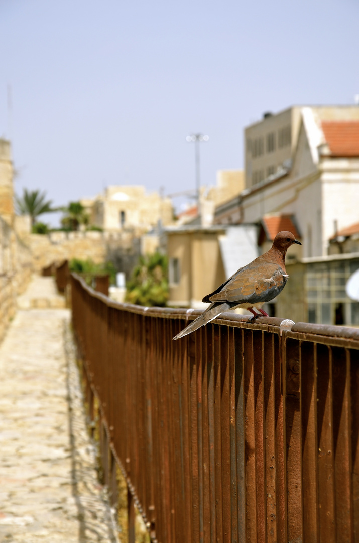 Dove on the fence