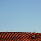 Dove on the roof...