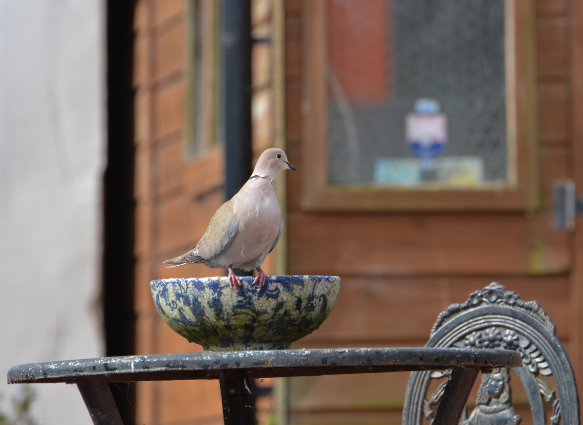 Dove on Water Bowl