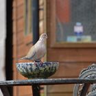 Dove on Water Bowl