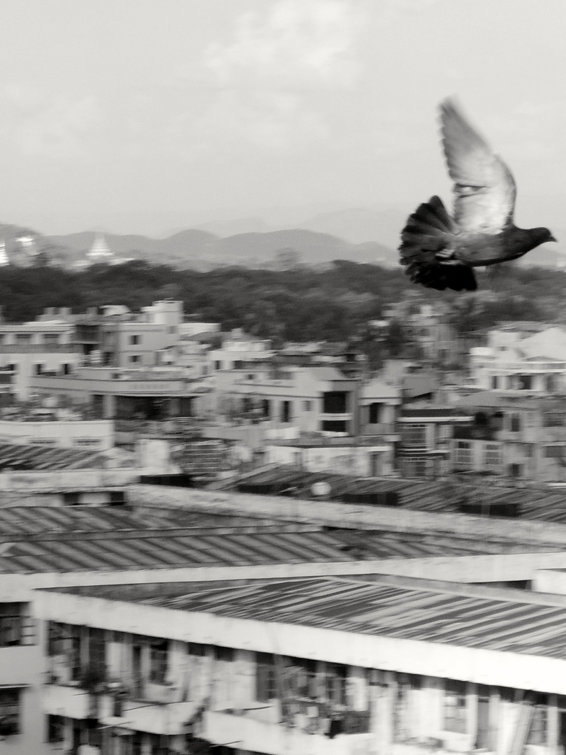 dove over Mandalay