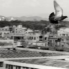 dove over Mandalay