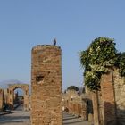 Dove over Ruins