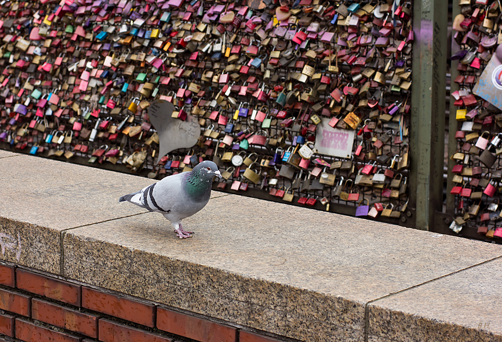 dove walk