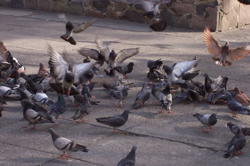 Doves eating