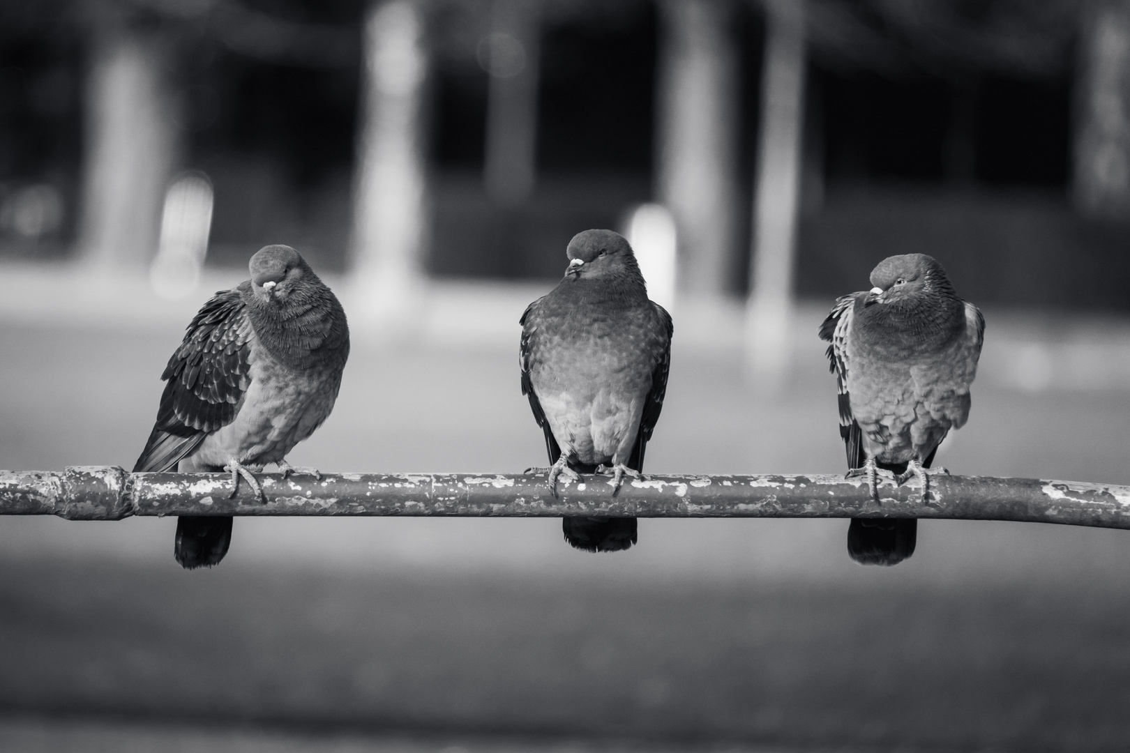 doves in a row