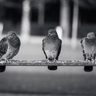 doves in a row