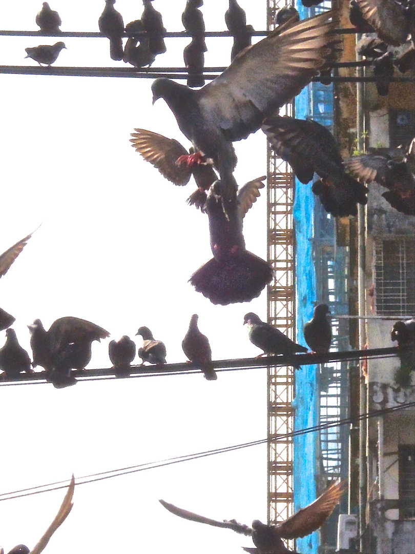 Doves of Yangon