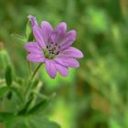 Dovesfoot Cranesbill