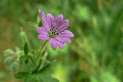 Dovesfoot Cranesbill