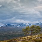 Dovrefjell