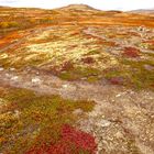 Dovrefjell 2