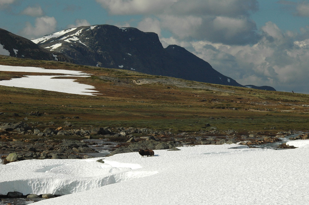 Dovrefjell mit Moschusochsen