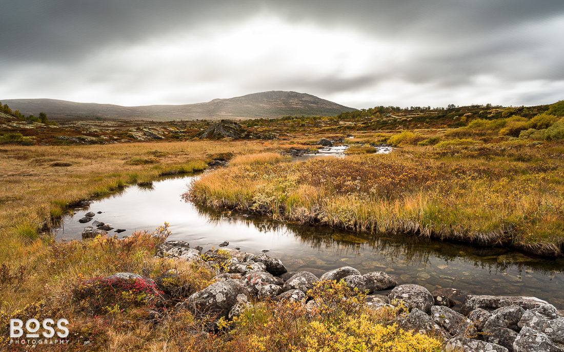 Dovrefjell Nature