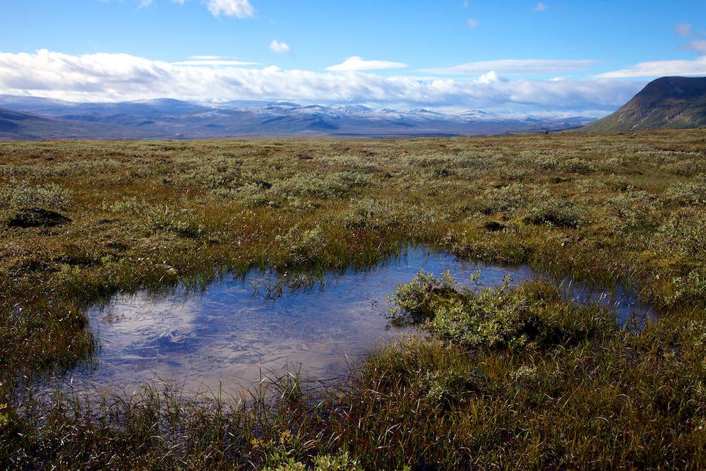 Dovrefjell NP