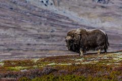 Norwegen Dovrefjell